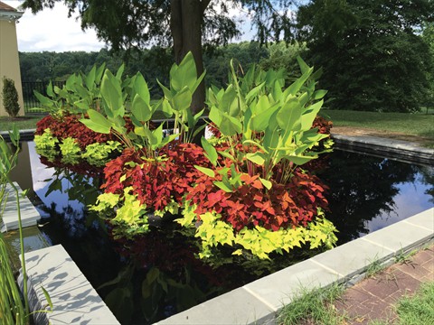 Colorburst Rafts in Reflecting Pool3