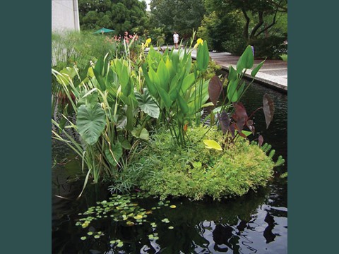 Wetland Raft in National Arboretum Reflecting Pool