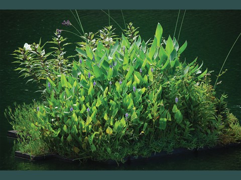 Wetland Raft in Stormwater Pond3