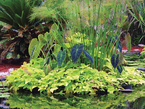 Wetland Sanctuary