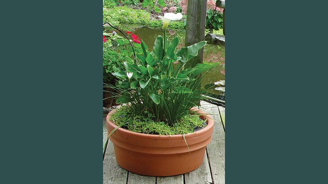 Calla Lily Island in Water Basin