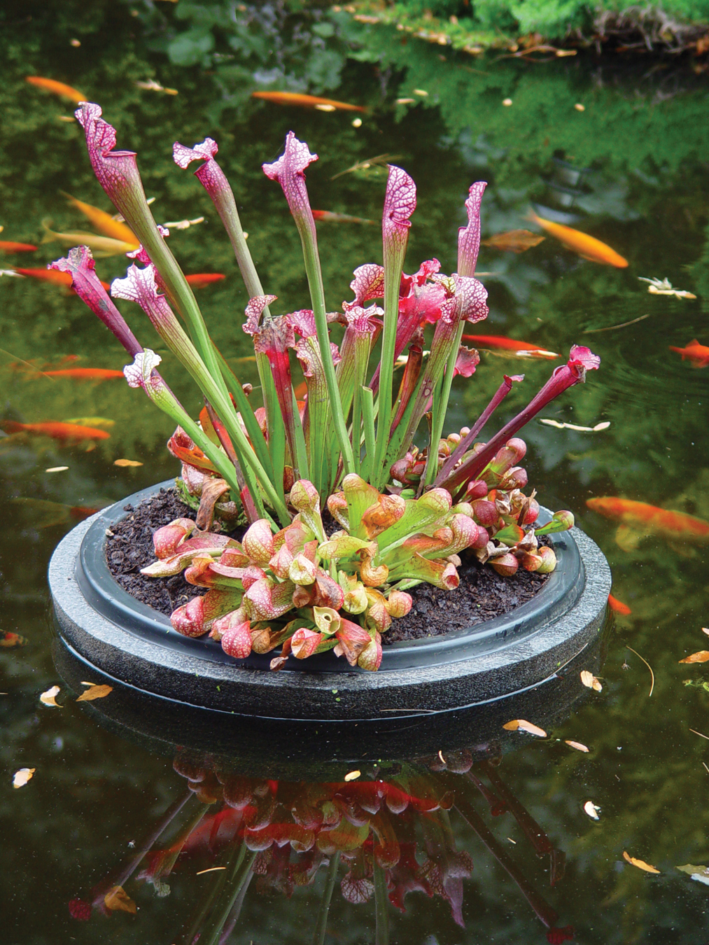 green rush plant Juncus patens (Spreading Rush) main image 0