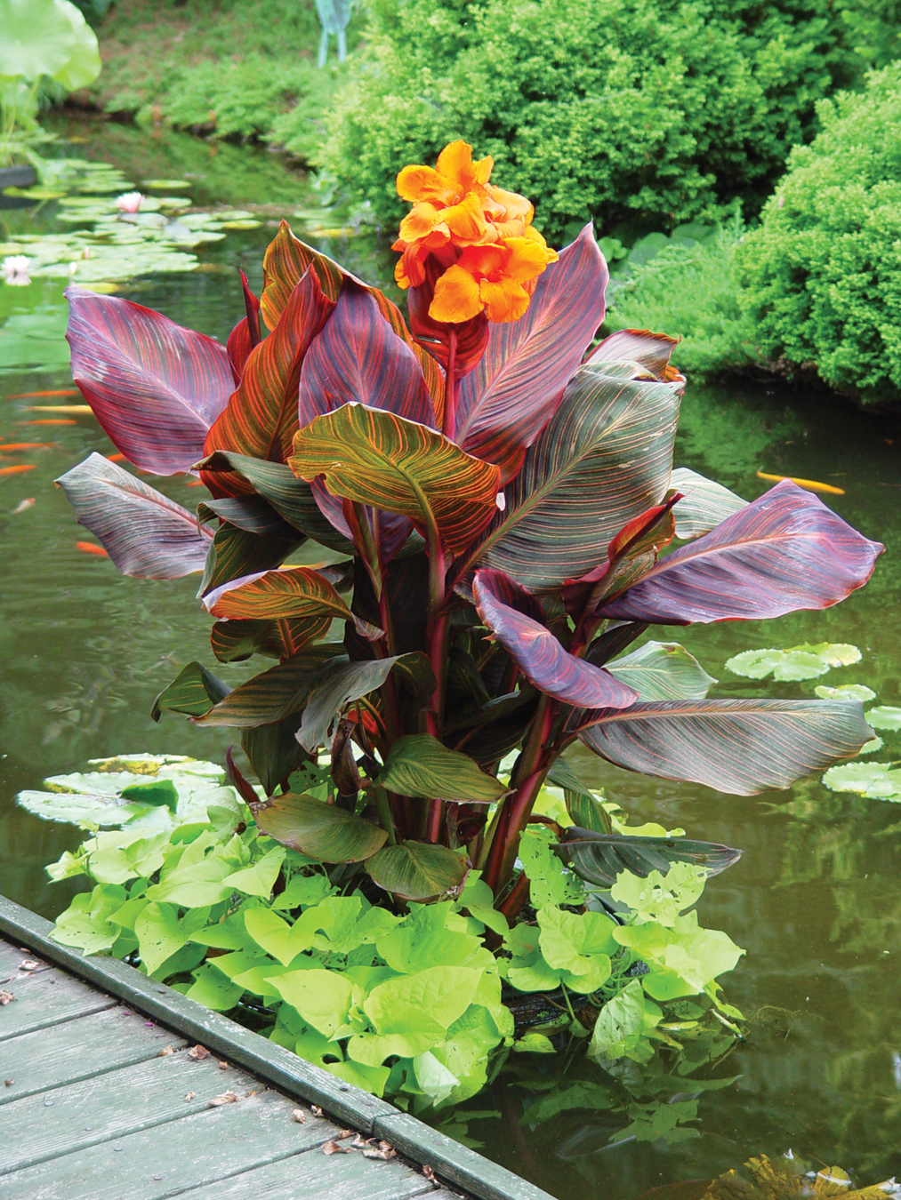 9" Floating Island Pond Planter 3-Pack self watering pots-aquatic plants-garden 